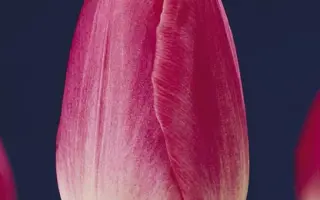 Dynasty / Династи