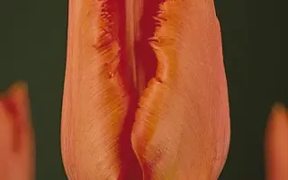 Dyrham Park / Дирам Парк