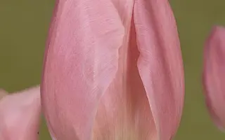 Early Glory / Эрли Глори