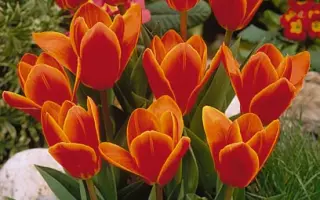 Early Harvest / Эрли Харвэст