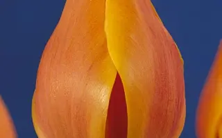 Early Light / Эрли Лайт