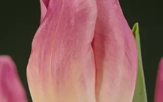 Early Sensation / Эрли Сенсайшен