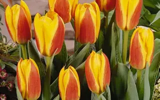 Early Star / Эрли Стар