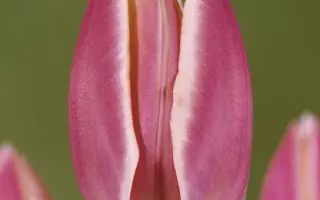 Early Surprise / Эрли Сурпрайс