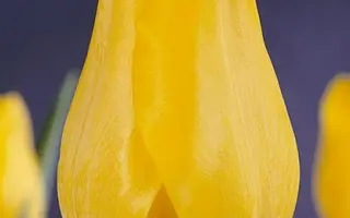 Early Yellow / Эрли Елов