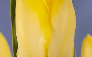 Easter Moon / Истер Мун