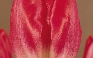 Eastern Pearl / Эстерн Пэарл