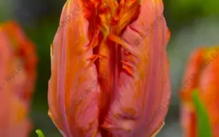 Ego Parrot / Эго Паррот