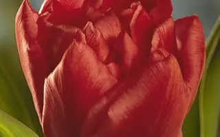 Electra / Электра