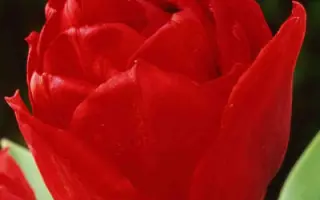 Elisabeth / Элизабет