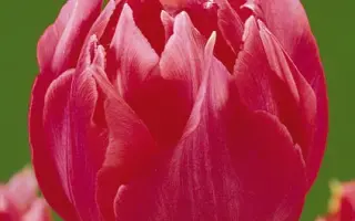 Erfurt / Эрфурт