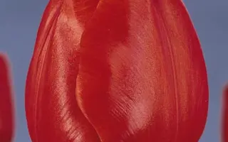 Escape / Эскайп