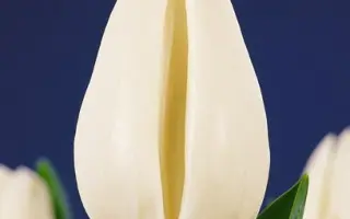 Eskimo Chief / Эскимо Чиэф