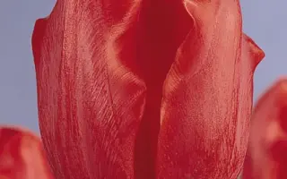 Esmeralda / Эсмэралда