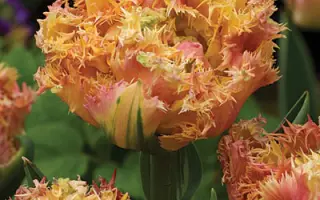 Esprit / Эсприт