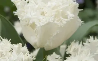 Estafette / Эстафэттэ