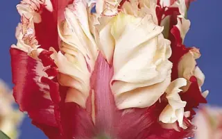 Estella Rijnveld / Эстэлла Рийнвэлд