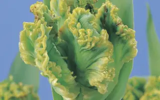 Exotic Parrot / Экзотик Паррот