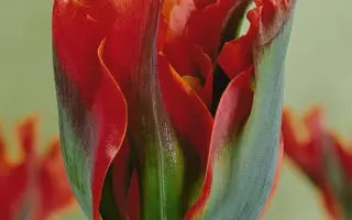 Eye Catcher / Ий Катчэр