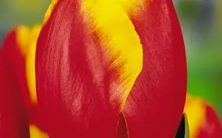 Falcon / Фалкон