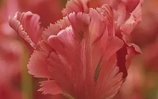 Fantasy / Фантази