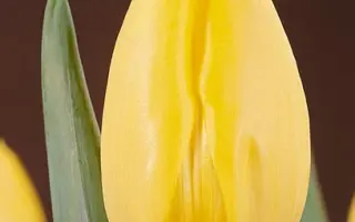 Fats Domino / Фатс Домино