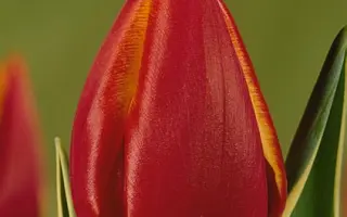 Fernanda / Фэрнанда