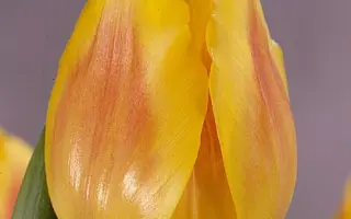 Festival / Фэстивал