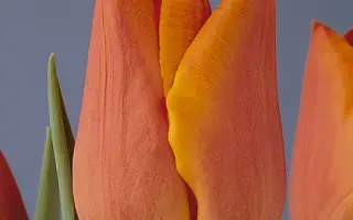 Fidelio / Фидэлио