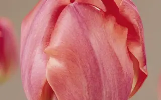 Final Star / Финал Стар