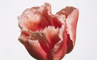 Fine Art / Финэ Арт