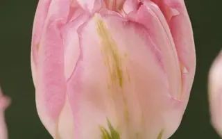 Finola / Финола