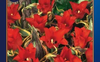 Fire of Love / Файер оф Лов