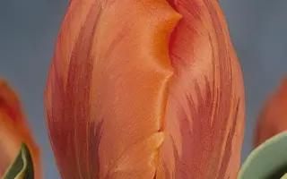 Fire Queen / Файер Квин