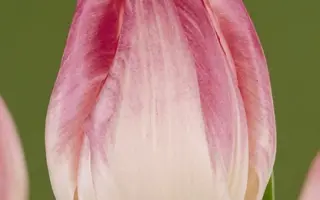 First Class / Фирст Класс