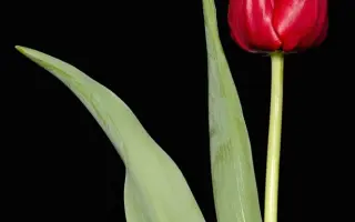 First Lion / Фирст Лион