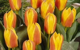 First Love / Фирст Ловэ