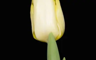 First Nine / Фирст Нинэ