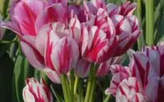 Flaming Club / Фламинг Клаб