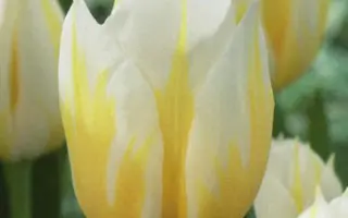 Flaming Coquette / Фламинг Кокуетте