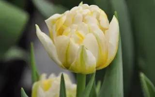 Flaming Evita / Фламинг Эвита