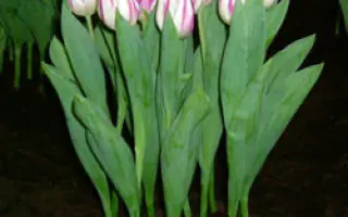 Flaming Flag / Фламинг Флаг