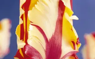 Flaming Parrot / Фламинг Паррот