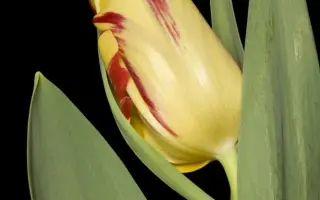 Flaming Perfection / Фламинг Перфектион