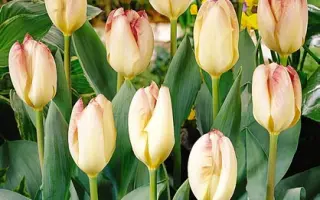 Flaming Purissima / Фламинг Пуриссима