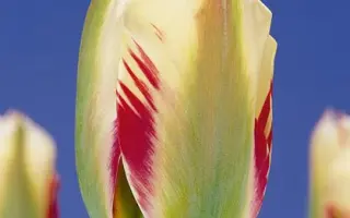 Flaming Springgreen / Фламинг Спринггрээн