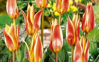 Flaming Star / Фламинг Стар