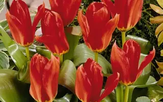 Flaming Youth / Фламинг Йос