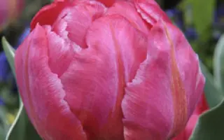 Flash Point / Флаш Поинт