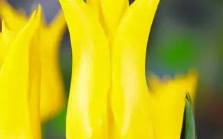 Flashback / Флашбэк